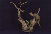 藏品(錦蛇)的圖片